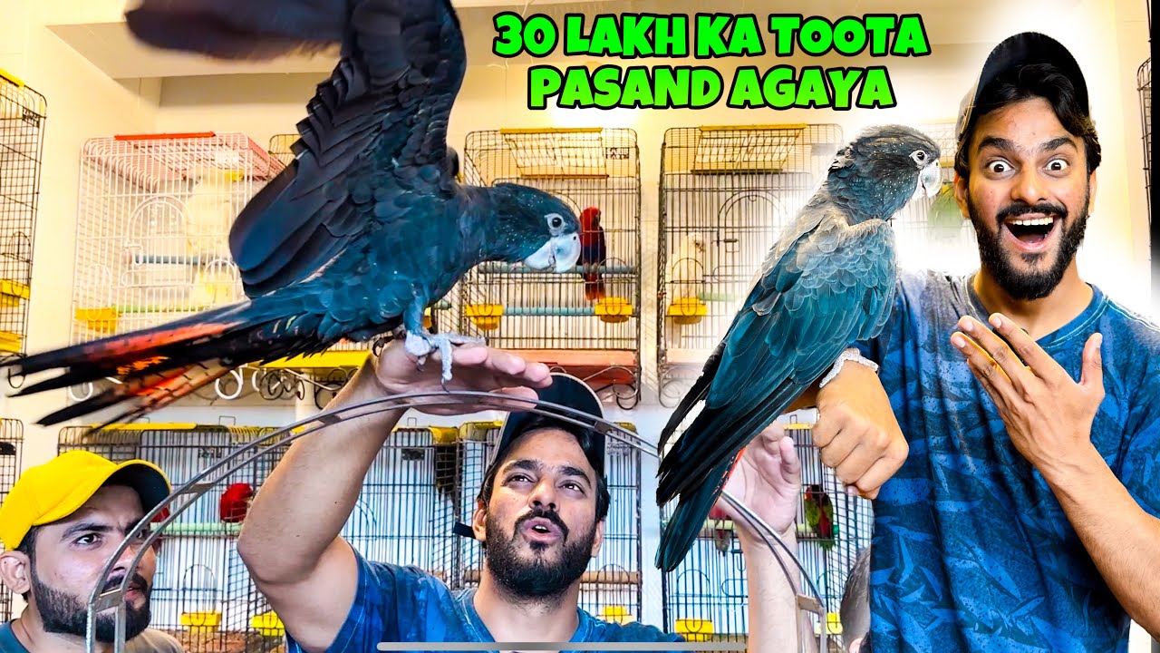 Alhamdulillah 30 Lakh Ka Parrot Pasand agaya 😍 PHADDA HOGAYA | MISHKAT KHAN