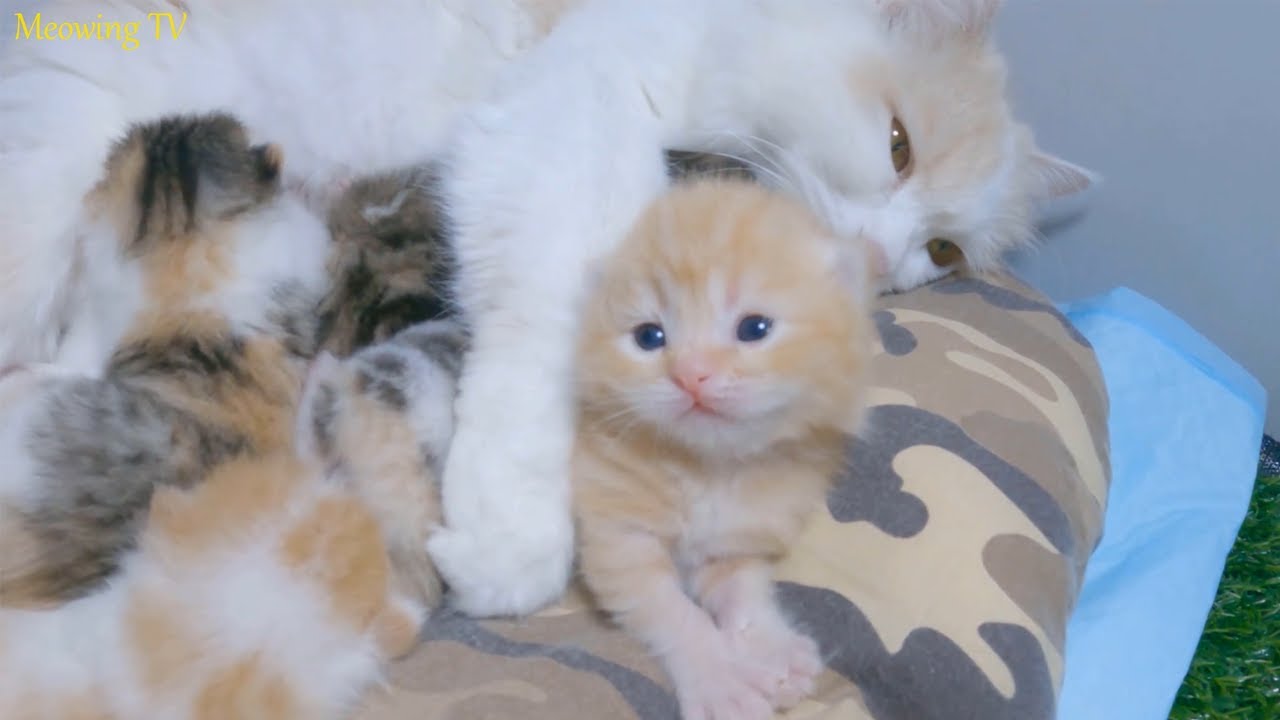 The newborn kittens opened its eyes.