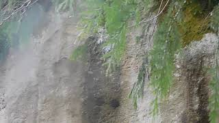 Mud fossil video