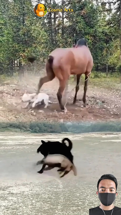 AMAZING!! PERTARUNGAN SENGIT KUDA DAN MUSANG #animals #shorts
