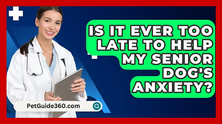 Is It Ever Too Late To Help My Senior Dog's Anxiety? - PetGuide360.com