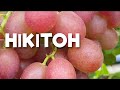 🍇 НІКІТОН. РАННІЙ ВИНОГРАД