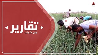 الحرب تلقي بظلال قاتمة على النشاط الزراعي في اليمن