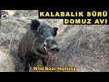 Crowd Herd Of Wild Boar Hunting | Kalabalık Sürü Yaban Domuz Avı Belgeseli Vlog#7