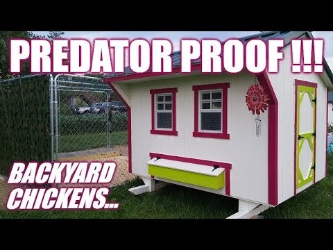 Video: Hur man gör en Predator Proof Chicken Coop