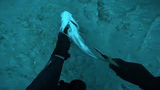 Full Dive Fridays! Hunting Lobsters and Hogs