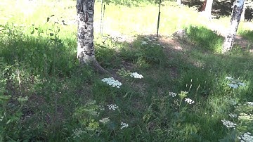 the dreaded Cow Parsnip