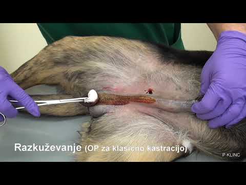 Video: Zdravstvene Dobrobiti Pasa Za Kastraciju I Sterilizaciju