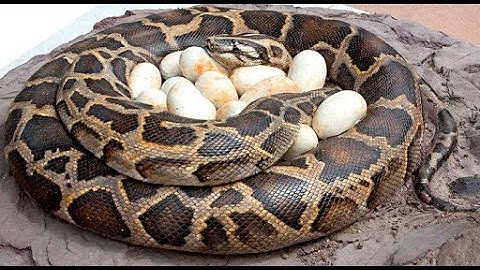 The best Python easter eggs in the world