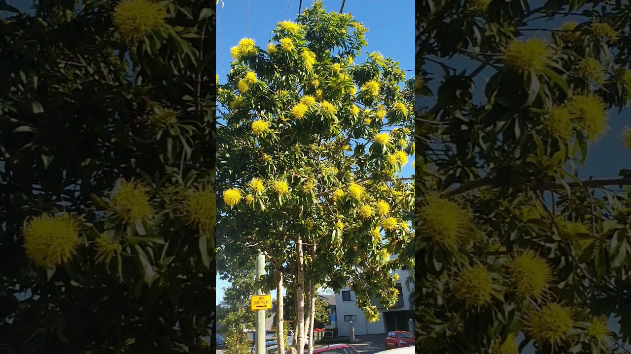 Yellow flower tree