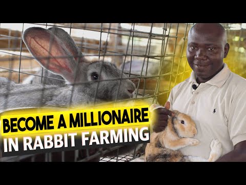 How To Start A Rabbit Farm in Nigeria | Everything About Rabbit Farming