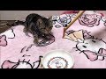 子猫が初めてまぐろの刺身を食べるとこうなりますｗ