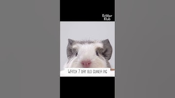 Thumbnail of 7 day old guinea pig #shorts #guineapig #babyanimal