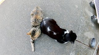 「人」という字は猫と猫とが支え合ってできている！？