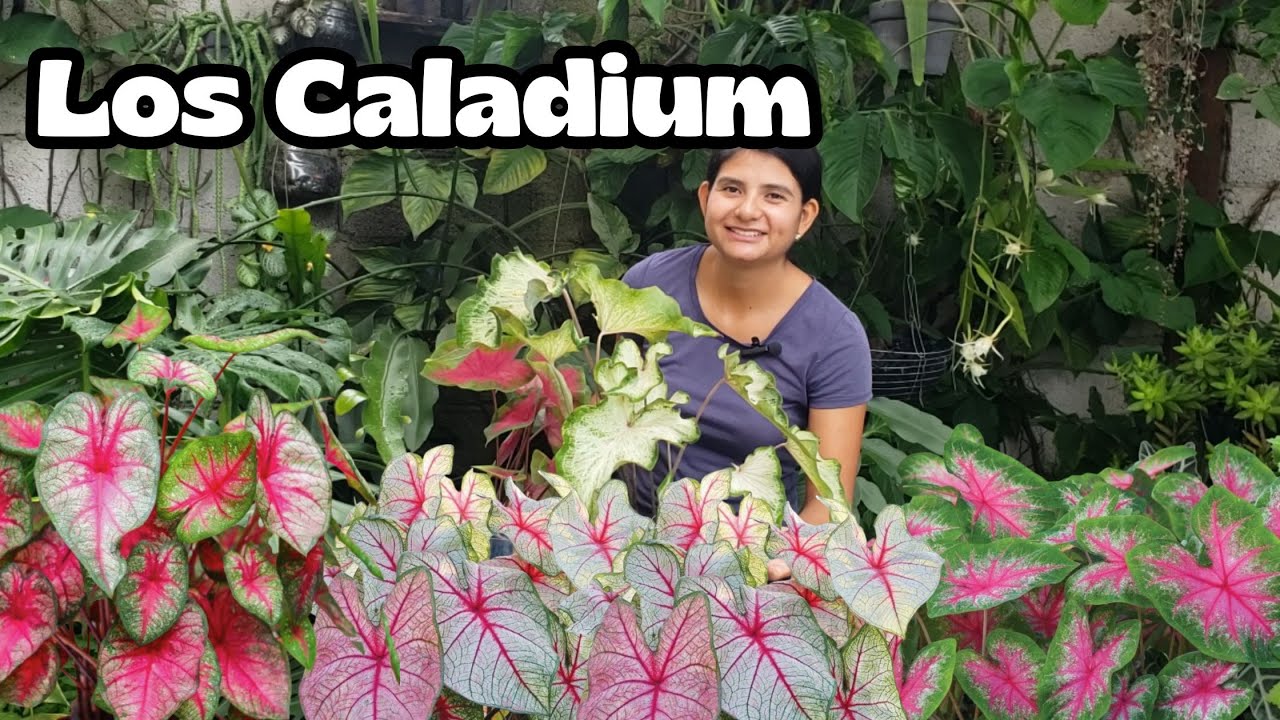 Cómo tener caladium con muchas hojas