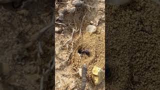 I believe this is #Andrena nothoscordi working on the beginning of a nest. #beelife #mississippi