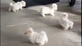 Maltipoo Puppies For Sale