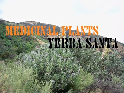 Medicinal Plants Yerba Santa