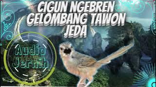 Cigun Ngebren Gelombang Tawon Jeda || Masteran Ciblek Gunung 30 Menit