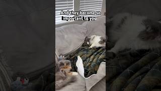 From Stranger To Best Friends  funnycat kitten cutecats viral cutiepatootie 
