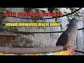 Perkutut lokal suara keras cocok untuk pancingan.