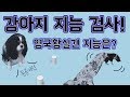 손쉽게 할 수 있는 강아지 지능검사! 영국황실견의 지능은? 미묘티비 /강아지 키우기