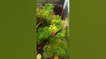 Tán gái #shorts | Cá cảnh