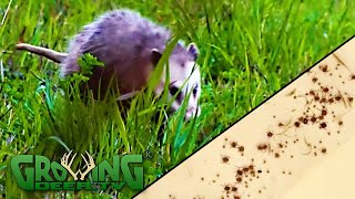 Turkeys, Opossums and Ticks:  Why We Trap Nest Predators (679)