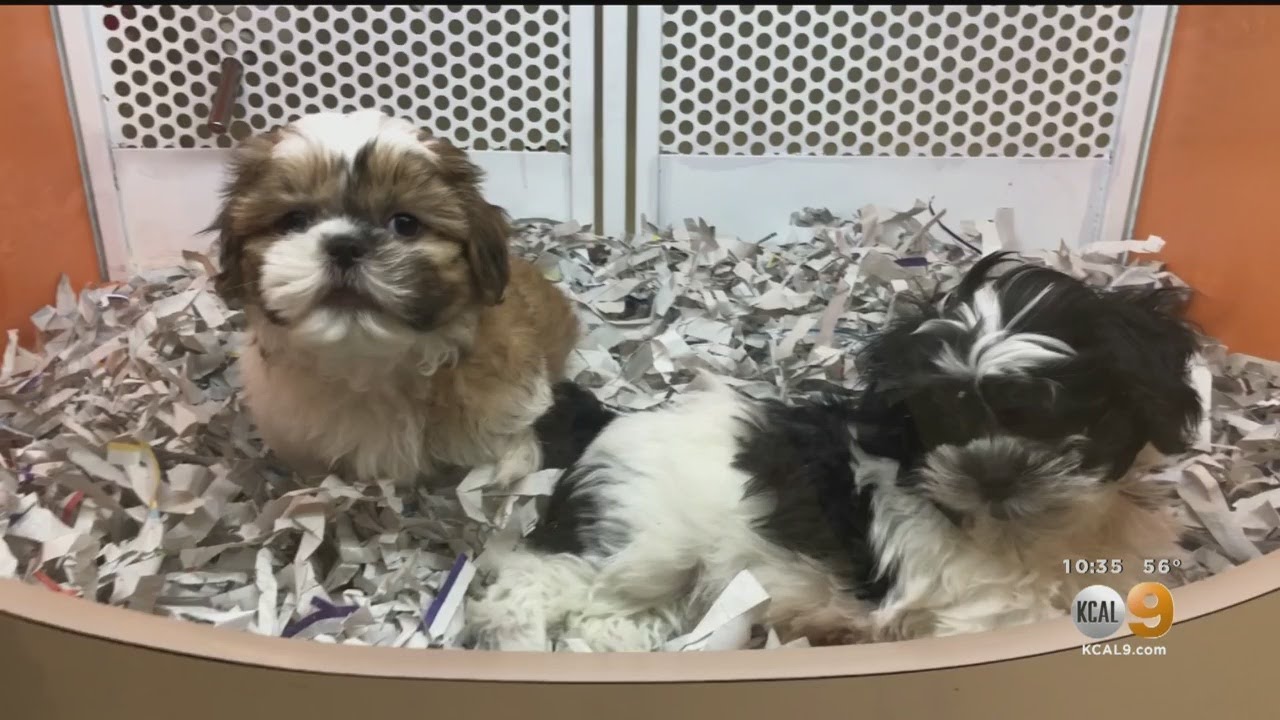 2 On Your Side: Undercover Investigation Reveals Loophole In "Puppy Mill Ban Law"