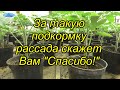 Очень полезная подкормка для рассады томатов! Чем и как правильно провести подкормку рассады.