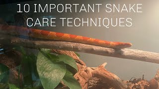 10 IMPORTANT Snake Care Techniques I've learned!
