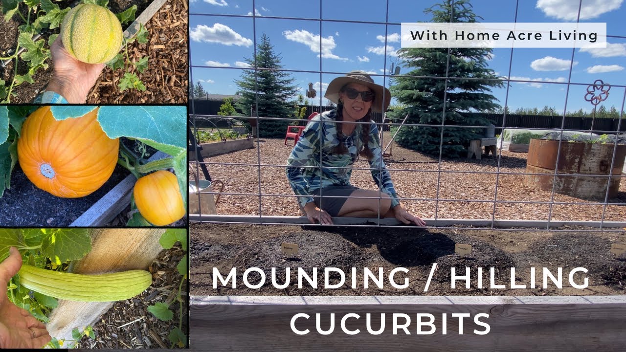 How to Mound or Hill Your Squash, Melons, and Cucumbers YouTube