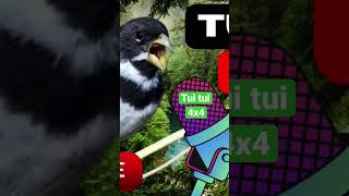 Papa capim coleiro Tui Tui 4x4