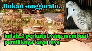 inilah..2 perkutut lokal yang membuat pemiliknya kaya raya