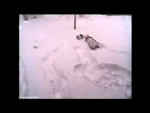 160123 Tian Tian Having Snow Fun (大熊猫添添)