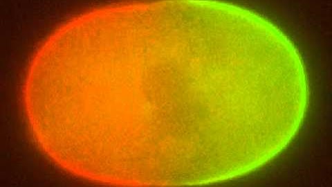 PAR-6m Cherry/PAR-2 GFP double line