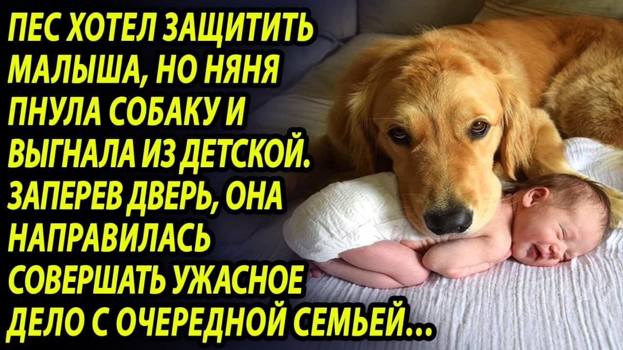 Пёс постоянно лаял на няню и хозяйка прикрепила камеру. Запись ...