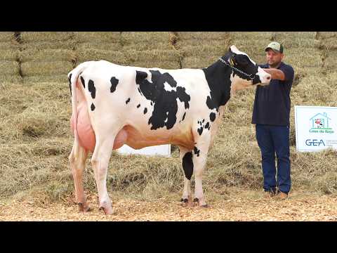 LOTE 25 • 4º LEILÃO HOLANDÊS RANCHO ALVORADA 100% GENÔMICO • 2036