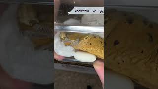The CRAZIEST UNBOXING EVER!!