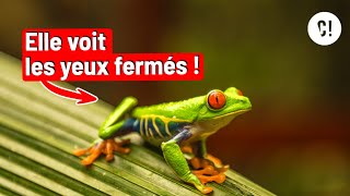 Cette Grenouille Peut Voir Les Yeux Fermés