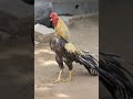 Щ Щ Ш ЩЉШ Щ Щ Ш ЩЉШ Ш Ш ШЁШ Щ ЩЉ рџђ рџђ рџђ рџђ Щ Щ Ш ЩЉШ Щ Щ Ш ЩЉШ Ш Ш ШЁШ Щ ЩЉ рџђ рџђ рџђ рџђ