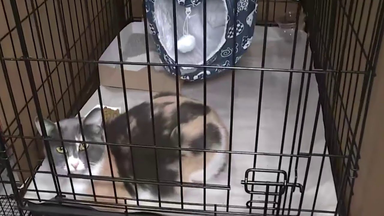 Petco Mega Pet Adoption event happening on Saturday - YouTube