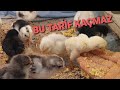 CİVCİVLERİ HIZLI BÜYÜTEN MAMA TARİFİ !!! HAFTALIK KULLANMA TABLOSU