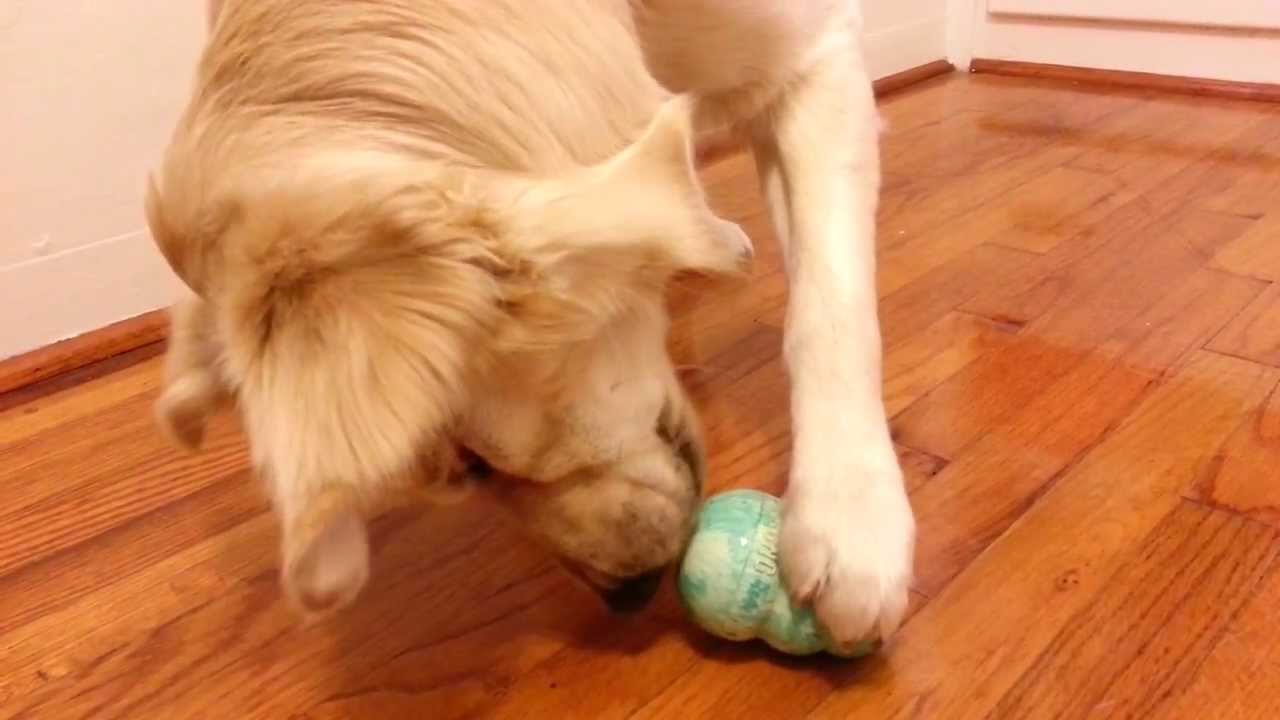 English Cream Golden Retriever Puppy Enjoying A Frozen Kong Treat
