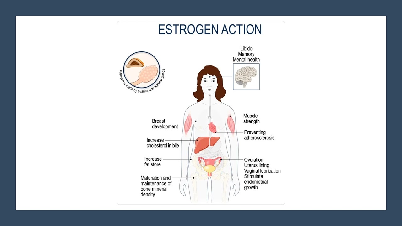 MED.LEVEL2.REP.PHYSIOLOGY.ENDOCRINE FUNCTIONS OF OVARIES & THE EFFECTS
