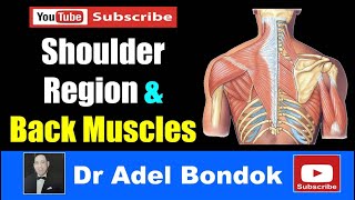 Muscles of the Shoulder Region and the Back, Dr Adel Bondok