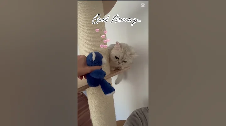 Video 8980971: british shorthair silver cat, britishshorthair kitten cutecat