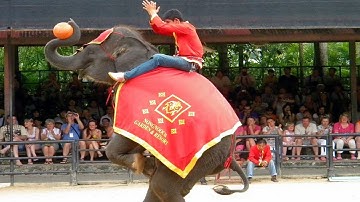 Chú Voi Con Ở Bản Đôn - Nhạc Thiếu Nhi Xiếc Voi Vui Nhộn Sôi Động - Chú Voi Con