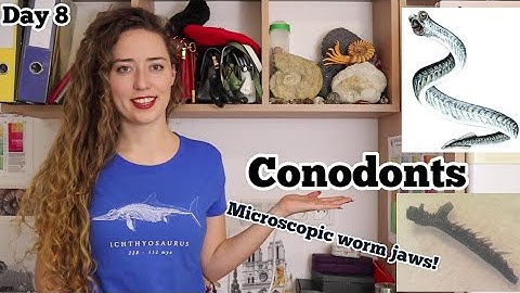 CONODONTS - Day 8 Fossil Advent Calendar