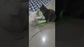 11 February 2026 #cat #fighting